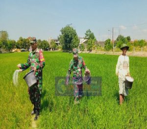 Babinsa Karangangsem turun Kesawah Bantu Pemupukan