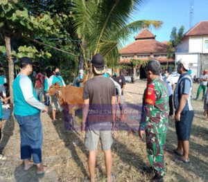 Babinsa Pajang Bantu Pemotongan Hewan Qurban di Wilayahnya