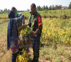 Meningkatnya Paparan Covid 19 Tak Menyurutkan Babinsa Dampingi Petani