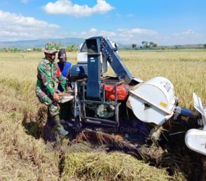 Pandemi Covid 19 Belum Berakhir, Babinsa Sumberejo Awasi Ketat Pelaksanaan Panen Padi