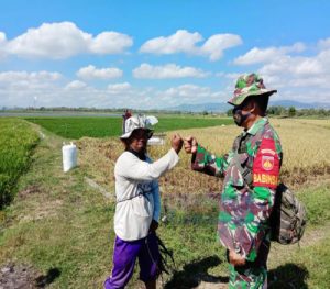 Kepedulian Dan Perhatian Babinsa Sangat Bermanfaat Bagi Petani