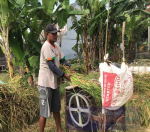 Panen Perdana Mina Padi Di Tengah Pandemi, Justru Petani Dapatkan Gabah Dan Ikan Sekaligus