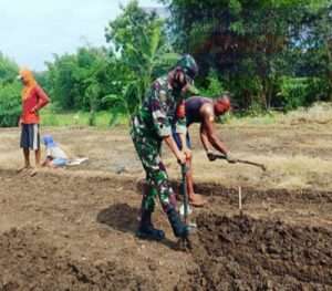 Babinsa Dampingi Warga Buka Lahan Bawang Merah
