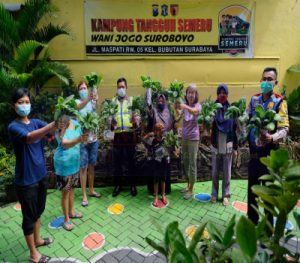 Kampung Tangguh Semeru Maspati Surabaya Panen Sayur Sawi