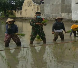 Dukung Ketahanan Pangan Dimasa Pandemi, Sertu Widada Bantu Petani Tanam Padi