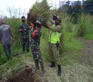 Akar Wangi Menjadi Salah Satu Alternatif Tumbuhan Penghalang Terjadinya Longsor