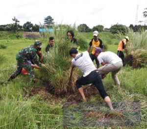 Peran Aktif Serka Suryanto Dan Sertu Suparno Membantu SIBAT Dalam Pencabutan Tanaman Akar Wangi