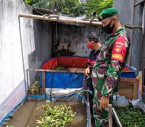 Dengan Cara Serbuan Teritorial Babinsa Joyotakan Sambangi BuDidaya Lele