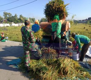 Wujudkan Ketahanan Pangan, Serda Mujono Dampingi Petani Panen Padi