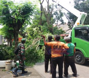 Antisipasi Pohon Tumbang Bati Komsos Koramil 03 Serengan, Bersama DLH dan Linmas Lakukan Penebangan