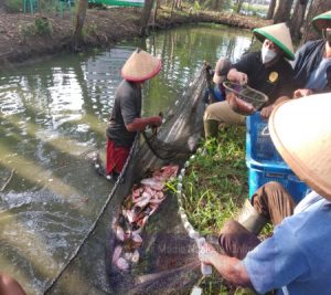 Panen Nila 4.000KG, Dompet Dhuafa Dorong Ketahanan Pangan