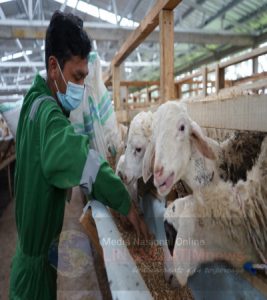 Sambut Tebar Hewan Kurban, Sentra Ternak Dompet Dhuafa Jateng Siapkan Ternak Berkualitas