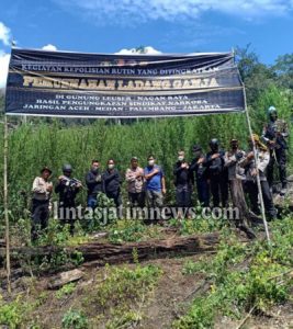 Polri Musnahkan 7 Haktare Ladang Ganja Di Gunung Lauser Dan Sita 592 Kg Ganja Kering