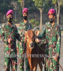 DANMENBANPUR 2 : Marinir Pasmar 2 Serahkan Hewan Qurban Dengan Tetap Patuhi Protokol Kesehatan