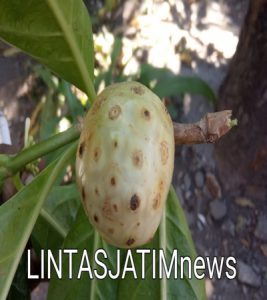 “Manfaat Buah Mengkudu” Sangat Penting Bagi Imun tubuh