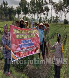 Ada Bhabinkamtibmas saat Panen Raya Bawang Merah di Kuwarasan