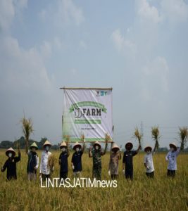 Dompet Dhuafa-Baznas (Bazis) DKI Jakarta Panen Raya 150 Hektar Program Ketahanan Pangan untuk Negeri