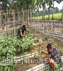 PRAJURIT YONIF 1 MARINIR LAKSANAKAN PERAWATAN TANAMAN KETAHANAN PANGAN