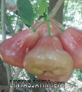 Ternyata Ada buah yang bentuk nya bulat warnanya mengkilap