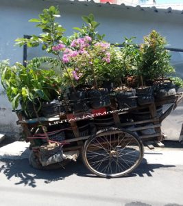 Menjual tanaman bunga sangat prospek jika ditekuni