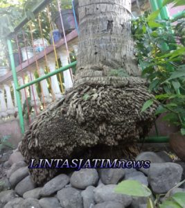 Ada pohon unik di surabaya kranggan jawa Timur