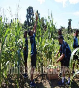 TIDAK PERNAH BOSAN DALAM BERINOVASI, KALI INI PRAJURIT MENART 3 MARINIR PANEN JAGUNG