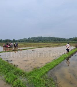 Misteri Gelegar Petir Membuat Mesin Traktor Berjalan Sendiri Tanpa Joki di Buayan