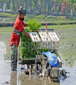 PRAJURIT YONIF 3 MARINIR IKUTI PELATIHAN BIDANG PERTANIAN