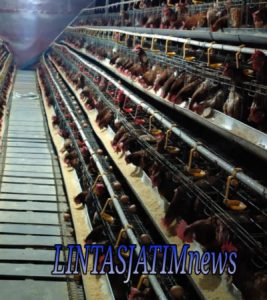 Budidaya ayam petelur di masa pandemi, didaerah terpencil namun cukup ramai dikunjungi pembeli