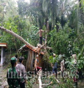 Pohon Albasia Timpa Rumah Warga Padureso