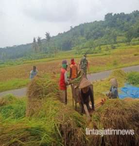 Bentuk Kemanunggalan TNI, Babinsa Jurug Bantu Petani Panen Padi