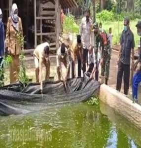 Bantu Kebutuhan Pangan warga, Babinsa Koramil 0801/01 Pacitan Ajarkan Budidaya Ikan Lele