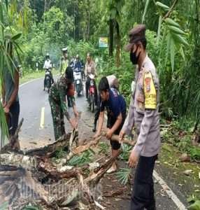Membahayakan Pengguna Jalan, Babinsa Koramil 0806/07 Watulimo Bantu Tebang Pohon