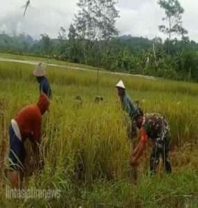 Mewujudkan Ketahanan Pangan, Babinsa Koramil 0801/03 Arjosari Bantu Warga Panen Raya
