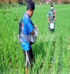 Menunjang Ketahanan Pangan, Koramil 0801/04 Tegal Ombo Lakukan Pendampingan Pertanian