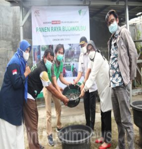 LKC DD Banten Gelar Panen Raya Budikolbu Hasilkan 1,5 Ton Ikan Lele