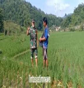 Babinsa Koramil 0801/04Tegal Ombo Melaksanakan Pendampingan Pertanian