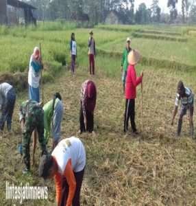 Motivasi Petani Mojosongo Babinsa Bantu Tanam Jagung