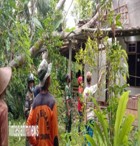 Rumah Warga Tertimpa Pohon, Babinsa Koramil 0801/07 Ngadirojo Bantu Evakuasi