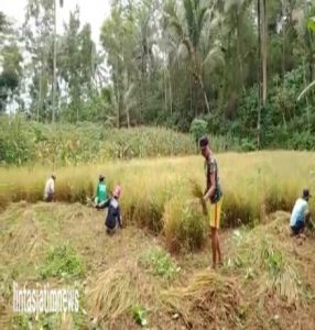 Semangat Babinsa Koramil 0801/10 Punung Panen Padi Bersama Warga.