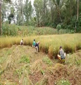 TNI Peduli, Babinsa Koramil 0801/10 Punung Turun ke Sawah Bantu Panen Padi