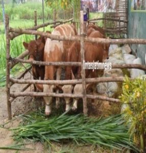 Ketersediaan Daging Sapi Aman Jelang Ramadhan dan Lebaran