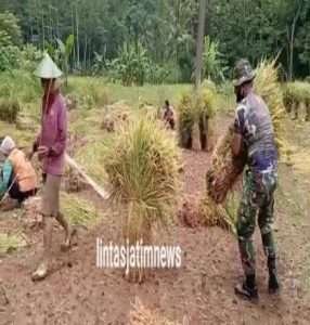 Pendampingan Pertanian, Babinsa Koramil 0801/11 Donorojo Bantu Warga Binaan Panen Padi