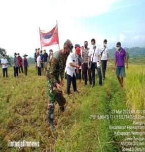 Babinsa Bangsri Hadiri Pelatihan Dan Praktek Tanam Jajar Legowo Kepada Gapoktan