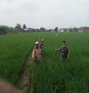 Tingkatkan Ketahanan Pangan, Sertu Widada Terjun Langsung Kesawah Temui Petani