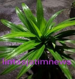 Manfaat yang luar bisa dari daun pandan wangi