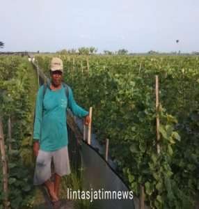 Kematangan Melon Berpengaruh Terhadap Rasa dan Aroma