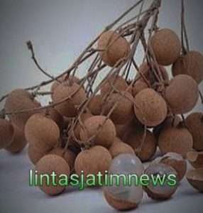 Kecil Manis Alami dan legit nya buah kelenkeng