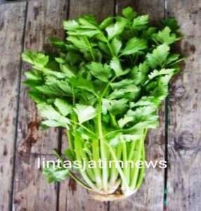 Manfaat daun seledri yang baik bagi tubuh