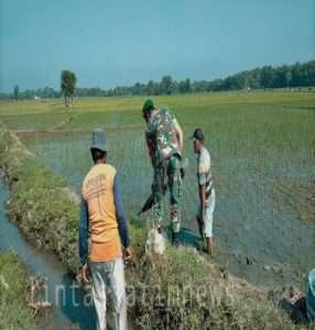 Babinsa 0805/14 Bringin Dengan Semangat bantu Petani Mengatasi Serangan Hama Tikus